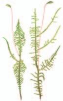 Polytrichum strictum 5 20 cm Rämeillä rahkasammalmättäissä ja paljaalla, kostealla turpeella, pohjoisessa myös