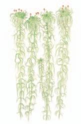 alapaljakalle Viitarahkasammal Sphagnum fimbriatum 8 20 cm Keskiravinteisilla luhtaisilla soilla