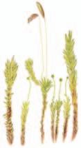 Maksasammalet Harsosammal Trichocolea tomentella VU 5 12 cm Suomessa eteläinen.