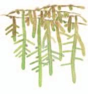 alapaljakalle Haprarahkasammal Sphagnum riparium 15 25 cm Luhtaisilla, niukka- ja keskiravinteisilla