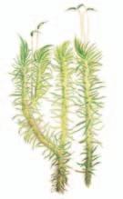 Kalliopalmikkosammal Hypnum cupressiforme 3 5 cm Koko maassa, hyvin yleinen, pohjoisessa