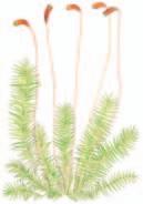 Kilpilehväsammal Rhizomnium punctatum 1 5 cm Puronvarsissa, järvien ja jokien rannoilla,