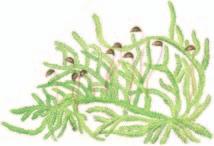 Luhtakuirisammal Calliergon cordifolium 5 8 cm Märissä ravinteisissa korvissa, rantaniityillä ja
