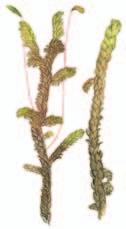 Lettolierosammal Scorpidium scorpioides 5 10 cm Koko maassa, pohjoisessa yleinen, etelässä paikoittainen.