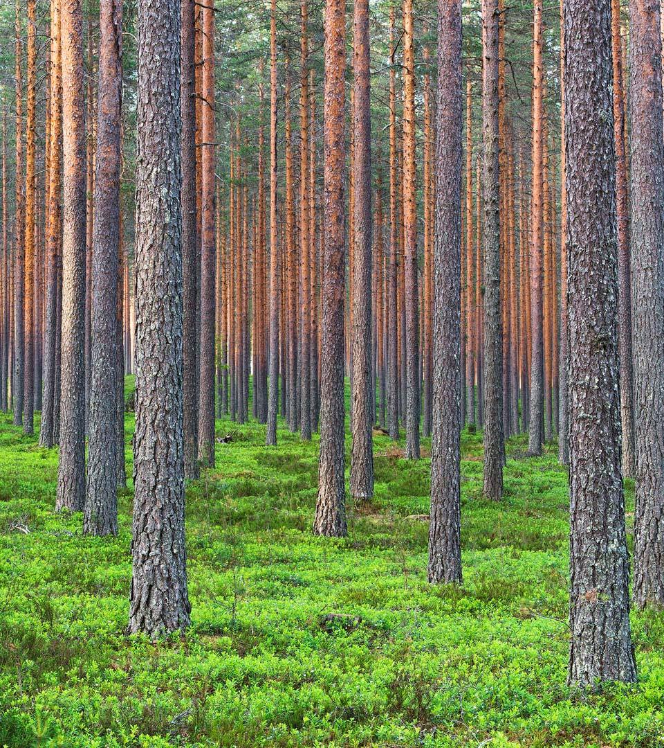 CDP valitsi Metsä Boardin jälleen maailman vastuullisimpien