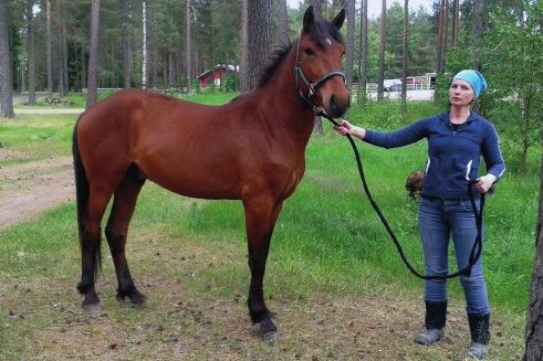 o. Tunnoton syntynyt: 3.6.2014 väri: ruunikko kasvattaja: Sauli Lähdeniemi, Punkalaidun 10 Ori on nyt Hannu Kamppurilla treenissä, sitä on ajettu radalla ja se menee hyväntuntuisesti.