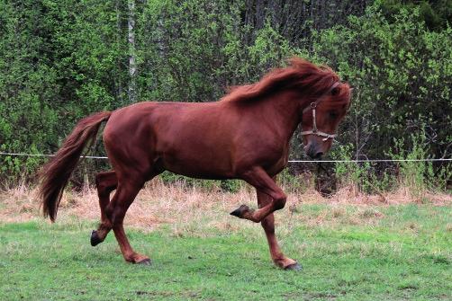 o. Suikun Rölli syntynyt: 25.5.2013 väri: tummanpunarautias kasvattaja: Camilla Lehtikangas 12 Kookas varsa, jolta löytyy omaakin tahtoa.