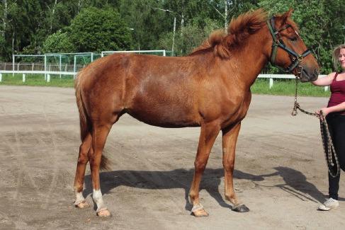 t. Liisii syntynyt: 18.5.2014 väri: punarautias kasvattaja: Kyösti Ahonen & Anne ja Arja Viinikainen 1 Tamma on hyvärakenteinen, isokokoinen, kiltti ja miellyttävä käsitellä.