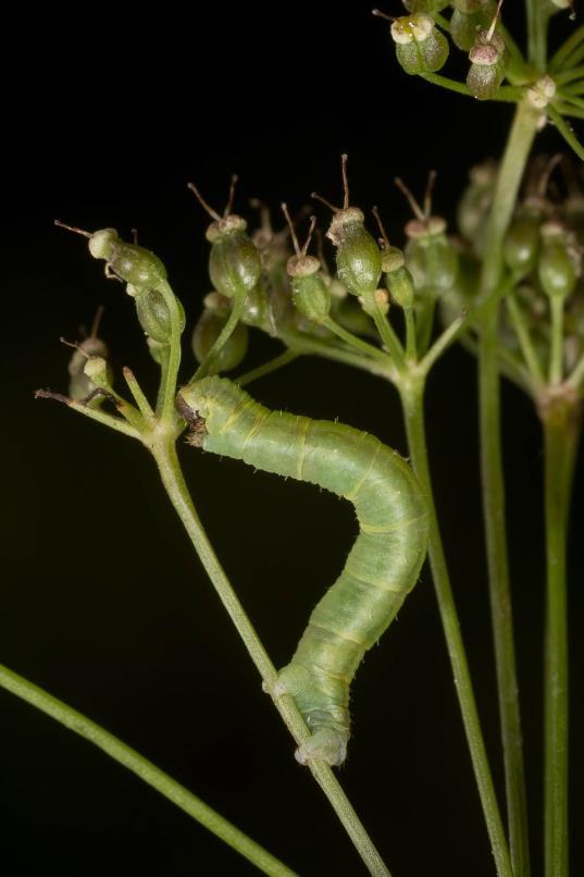 Eupithecia larvae Pikkumittarien