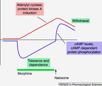 Basic mechanisms of tolerance to and dependence on chronic morphine => leads to robust