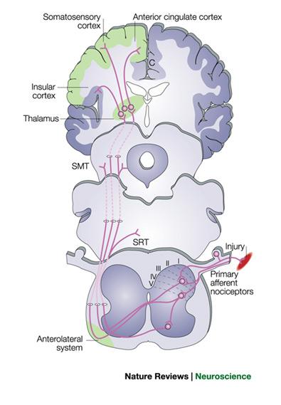 Afferent and efferent pain pathways