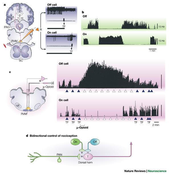 Periaqueductal gray area keskiharmaa alue PAG Rostral ventromedial medulla RVM Kuinka opioidit