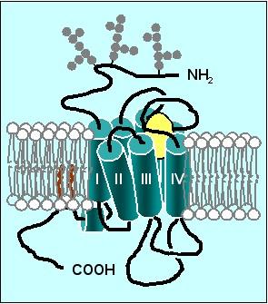 Actions on opioid receptor subtypes: Mu (µ) [MOP, MOR] Delta (d) [DOP, DOR] Kappa (k) [KOP, KOR] (Nociceptin/OFQ