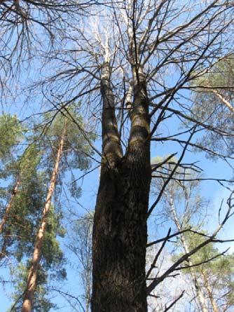 toisaalta itäisen hakkuun lähistöllä. Muutamissa kelopuissa oli kääpiä, kuten kanto ja taulakääpä.