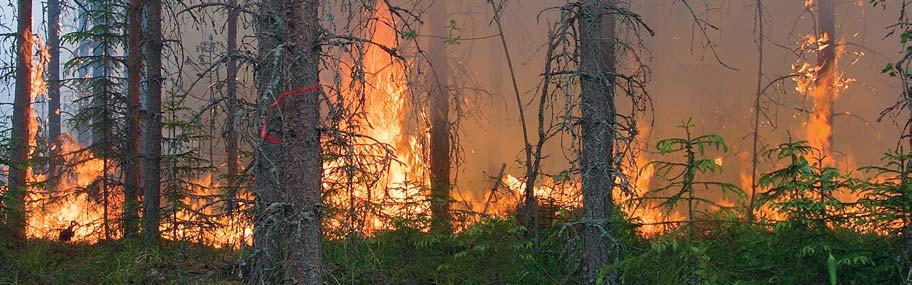METSIEN KUNTO JA MONIMUOTOISUUS Vuosina 199 metsikön laatua alentavia tuhoja havaittiin,9 miljoonalla metsämaahehtaarilla: Etelä-Suomessa 17 prosentilla ja Pohjois-Suomessa 33 prosentilla metsämaan
