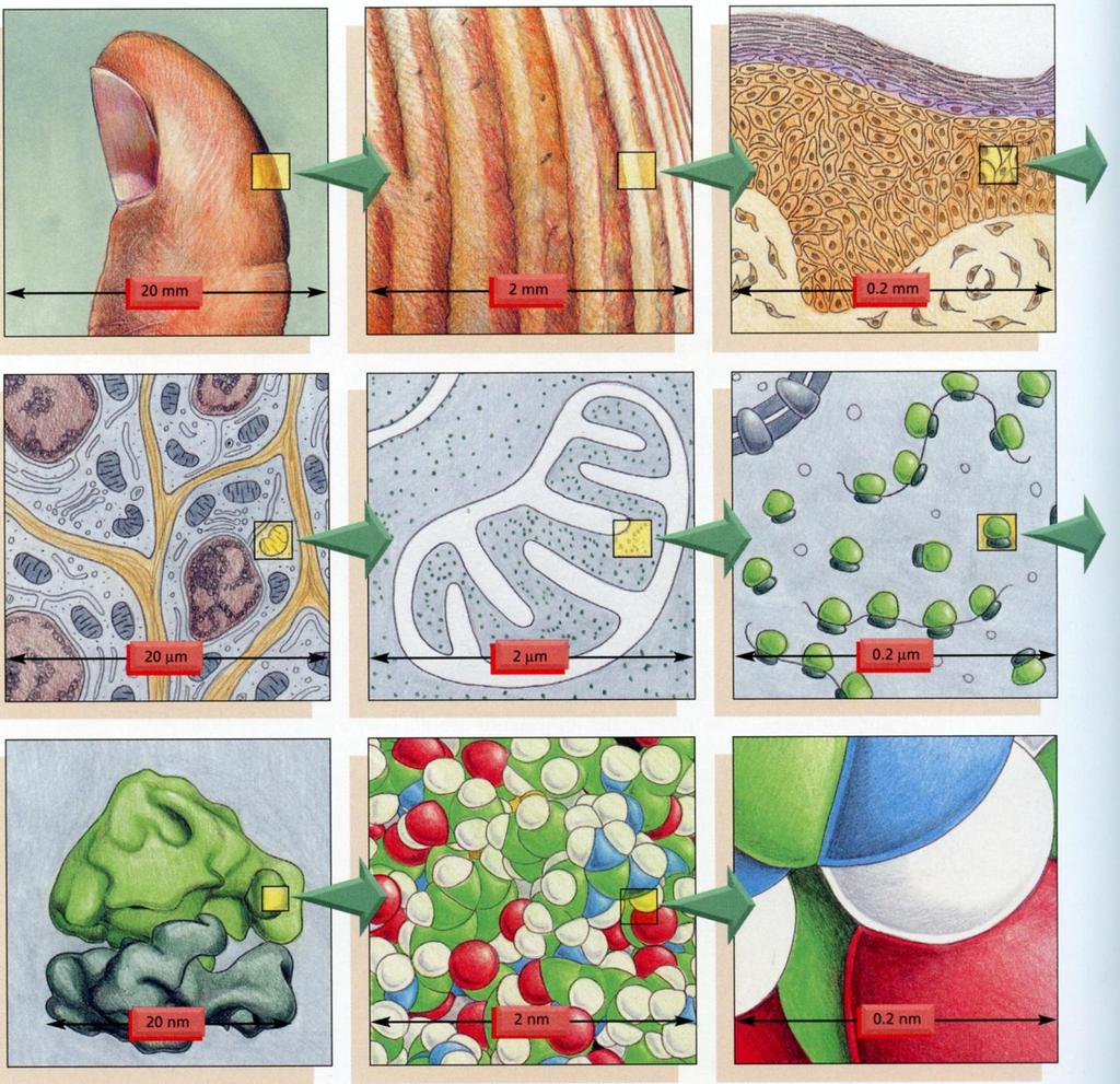 Mittakaavat: Alberts 5; s580 makroanatomia, mikroanatomia eli histologia, Silmä(lasit) Luuppi Valomikroskooppi solubiologia,