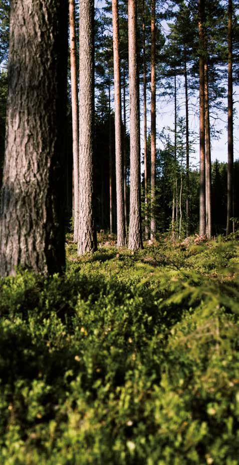 Stora Enso Toimi ihmisten ja planeetan hyväksi Stora Enso on pakkaus-, biomateriaali-, puutuote- ja paperiteollisuuden uusiutuvien tuotteiden maailmanlaajuinen toimittaja.