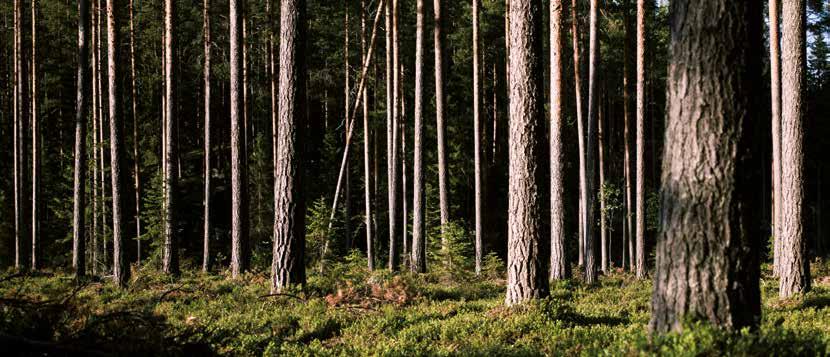 CLT: kestävä, vastuullinen ja joustava rakennusmateriaali Yhä useammin tunnustetaan, että puun käyttö rakennusmateriaalina tuo hyötyä ympäristölle sekä tarjoaa myös rakennusteknisiä etuja.