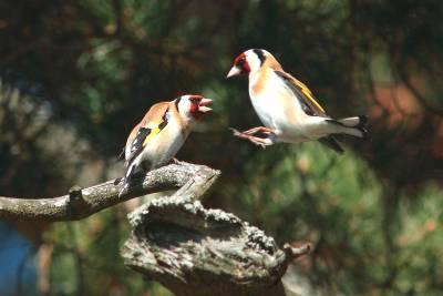 5. Linnut ympärist ristöindikaattoreinaindikaattoreina Kohtalaisen helposti tutkittavia