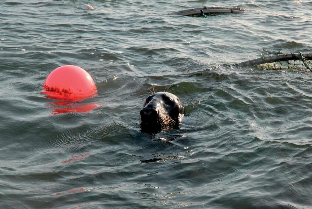 Vuosina 2008 2015 hylkeiden aiheuttamista kalavahingoista noin 70 90 prosenttia on muodostunut hylkeiden tappamista kaloista.