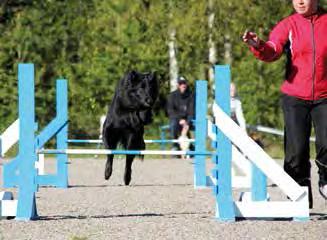 2 /2013 KiiKo:n leikkimielinen koiranäyttely Kiiminkipäivillä Kiimingin koiraharrastajat Ry eli KiiKo on perinteisesti järjestänyt leikkimielisen koiranäyttelyn eli match shown.