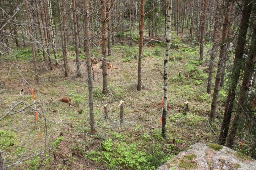 poistamista. Kuvattu Idästä.