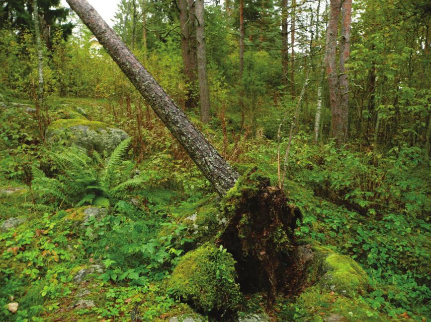 16 Palaneen luun löytökohta juurakossa Hiidenmäen kalmistoalueella Koekuoppaluettelo Löytö- ja havaintokoekuopat Kk N E z laji kpl paino, g kuvaus 1 6859941,0 405653,6 92,4 saviastian paloja 1 0,2