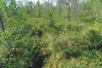 lapponica), järvikortetta (Equisetum fluviatile) ja sararahkasammalta. Kuva 11.