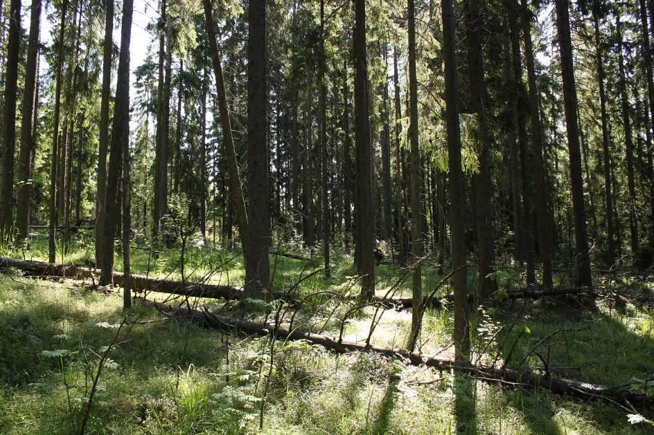 Kenttäkerroksessa kasvaa runsaasti maariankämmekkää, joista osa on valkokukkaisia.