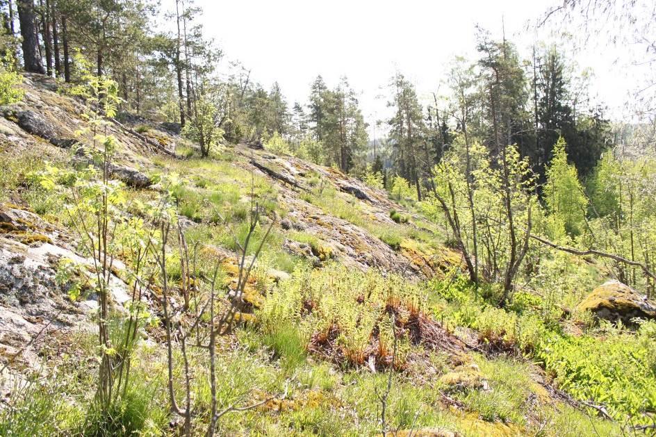 eri-ikäisiä mäntyjä. Lahopuustoa kuviolta löytyy jonkin verran keloina.