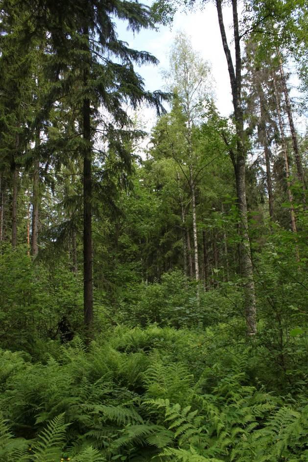 mustikka, metsäkastikka, ahomansikka, metsäalvejuuri ja metsäkorte. Kuviolla on myös muutamia hyvin pienialaisia lehtolaikkuja, joilla kasvaa mm. sinivuokko, näsiä, hiirenporras ja isoalvejuuri.