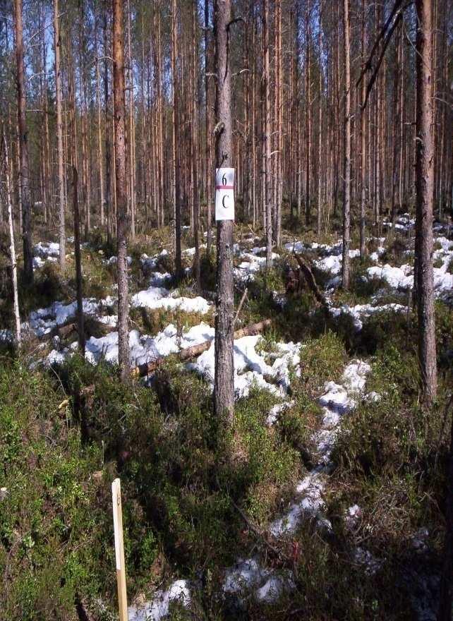 Hakkuutähteisiin luettiin kaikki hakkuusta johtuva materiaali mukaan lukien raivauspuusto, niillä käsittelyillä joilla se jätettiin koeruudulle. Ruutujen todelliseen pinta-alaan kuului myös ajourat.