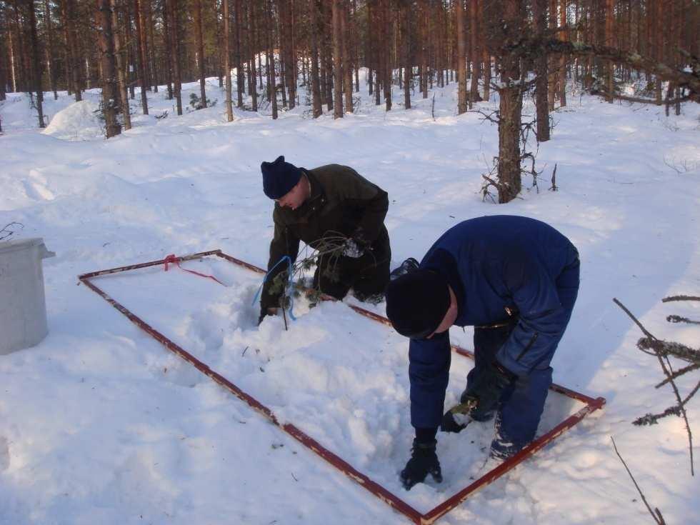 15 Kuva 4. Hakkuutähteet kerättiin 15 eri näytealalta joka koeruudulta. Puukkoaholla hakkuun jälkeinen lumisade vaikeutti hakkuutähteiden keräämistä. (Kuva: Seppo Vihanta, Metla.