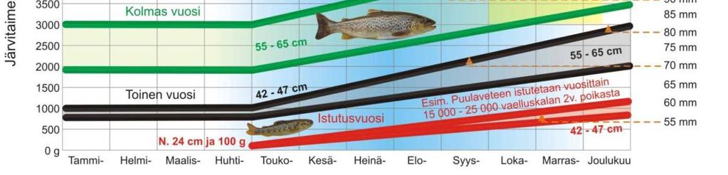 26). Läsäkosken vaelluspoikastuotannon arvioidaan todennäköisesti olevan kohteen tuotantokykyyn nähden pieni, enintään pari sataa poikasta vuosittain (Syrjänen ym. 2014).