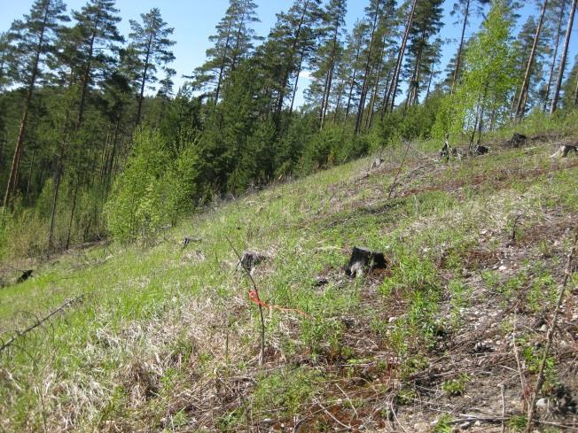 Myös ajuruohon siirtoistutuksia harkitaan. Karuihin kasvupaikkoihin erikoistuntuneet paahdekasvit hyötyvät, kun ravinteisuus kohteilla vähenee niiltä osin kun orgaanista ainesta poistetaan rinteeltä.