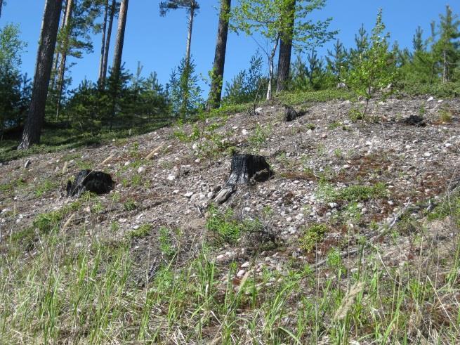 luontotyypit (9060) Luontotyypin uhanalaisuus: Harjumetsien valorinteet EN (Etelä-Suomi) Kuvio 24 viisi