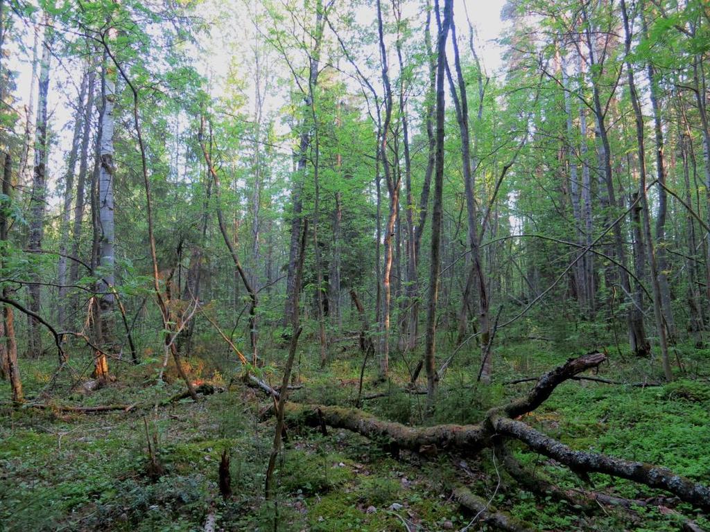 Vastaanottaja Joensuun kaupunki Asiakirjatyyppi Luontoselvitys Päivämäärä 22.11.