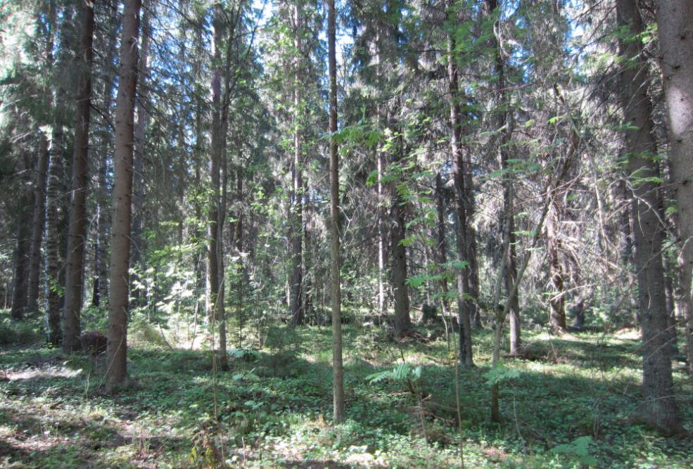 1 Menetelmät Kotilahden suunnittelualueen pesimälinnustoa selvitettiin 21. 22.6.