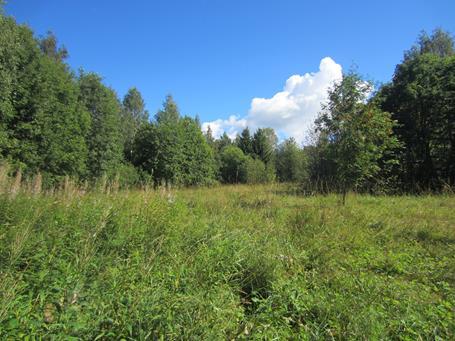 23 gervo. Matalakasvustoisemmissa reunaosissa esiintyy myös särmäkuismaa, poimulehteä, rantaalpia, ojakärsämöä, pelto-ohdaketta, niittynätkelmää ja nurmikaunokkia. Kuva 7-10.