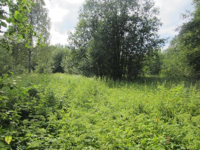 Kuvio 28 Harmaaleppävaltainen kostea lehto Kostean lehdon puustossa on harmaalepän (läpimitta rinnankorkeudelta 10-25 cm) lisäksi puumaista tuomea, vähän koivua ja yksittäisiä kookkaita mäntyjä.