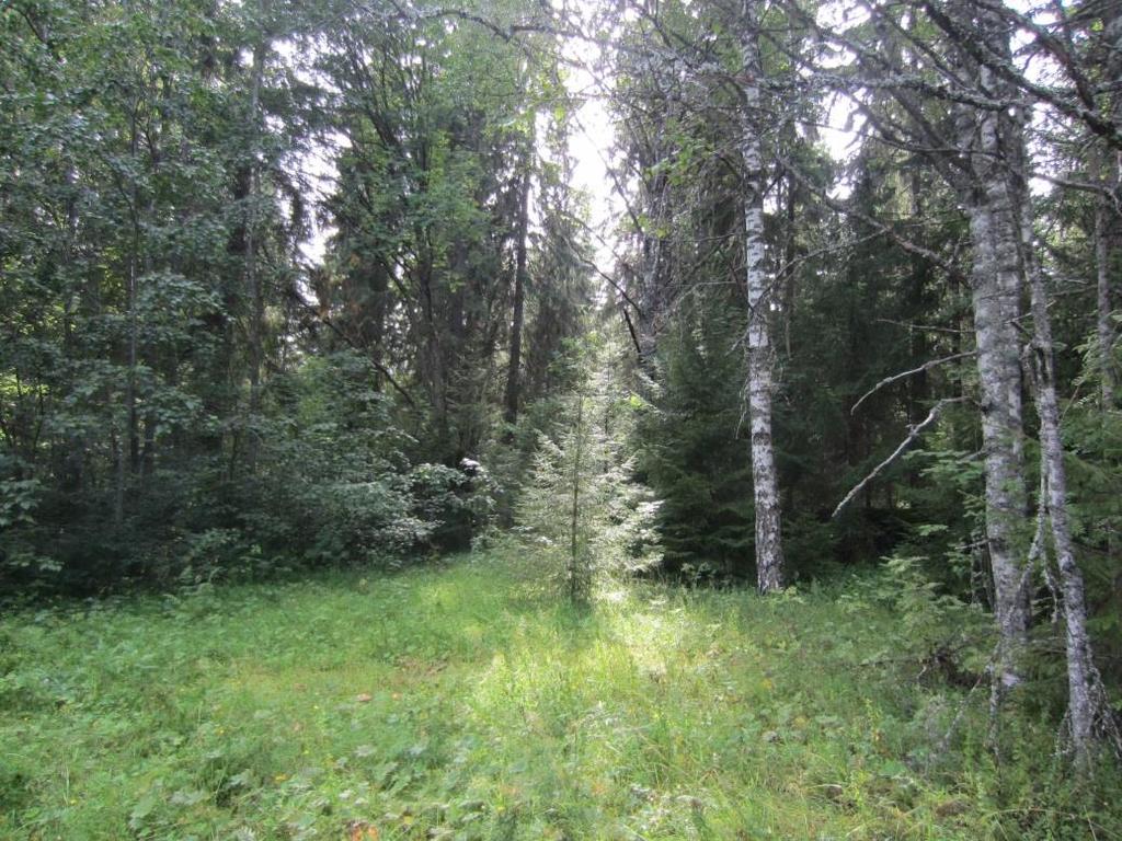 25 Kuva 7-12. Kuvion 31 kasvillisuutta. Kuva 7-13. Harmaaleppävaltaista saniaislehtoa kuviolla 33.