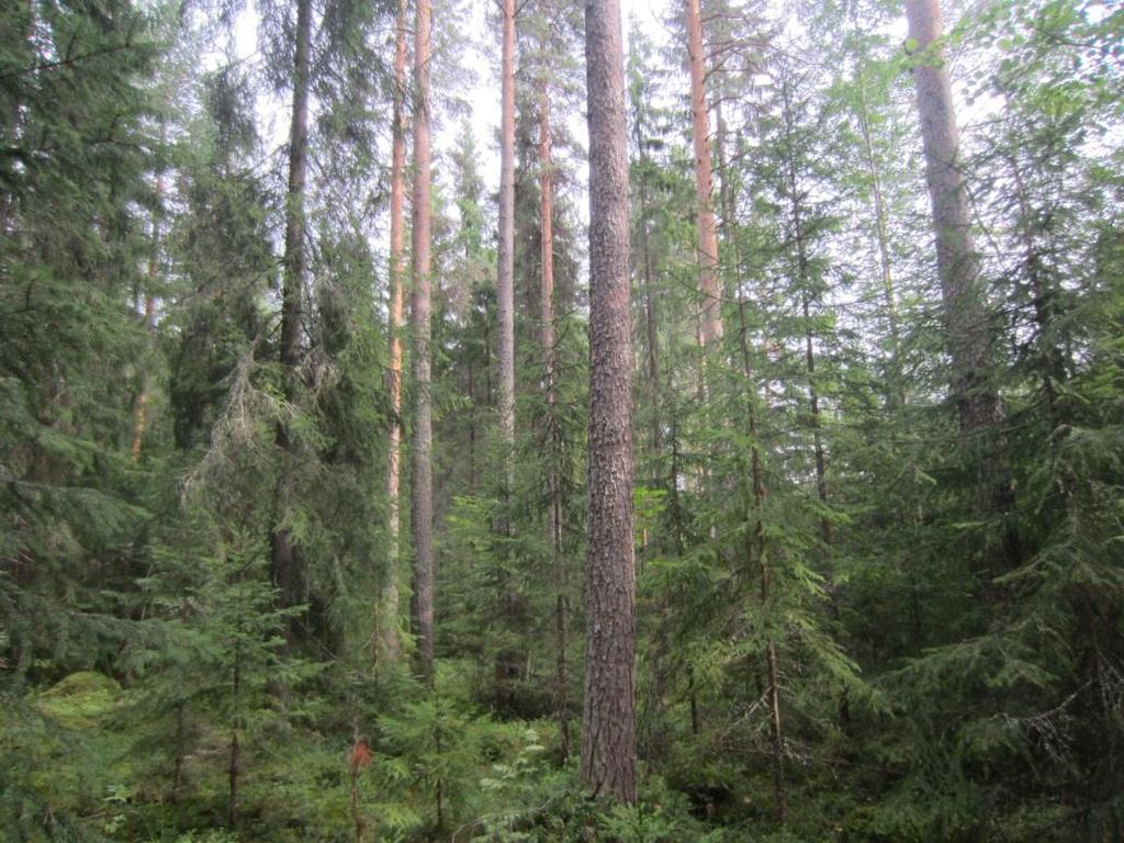 26 Kuva 7-14. Tuoreen kankaan havusekametsää kuviolla 36. Kuvio 37 Tuoreen kankaan nuori kasvatusmetsäkuusikko Tuoreen kankaan nuoressa kasvatusmetsäkuusikossa puusto on tiheää.