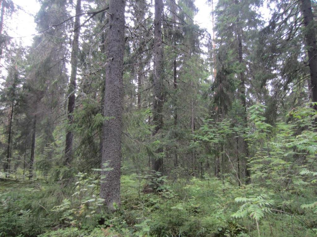 27 Tuoreiden lehtojen alueella kenttäkerroksessa kasvaa valtalajeina esiintyvien käenkaalin ja oravanmarjan lisäksi yleisenä metsäalvejuurta, paikoin runsaastikin lillukkaa ja imarteita sekä