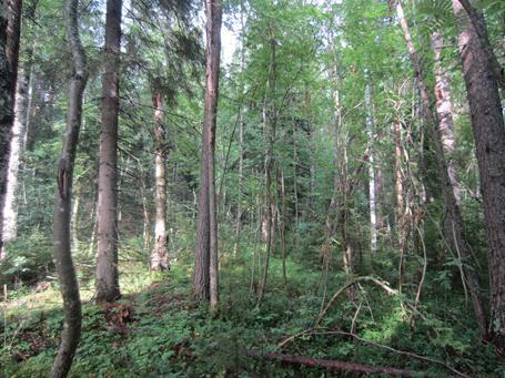 Lisäksi puustossa esiintyy joitakin hyvin kookkaita havupuita, varttunutta koivua ja haapaa sekä nuorta pihlajaa ja harmaaleppää.
