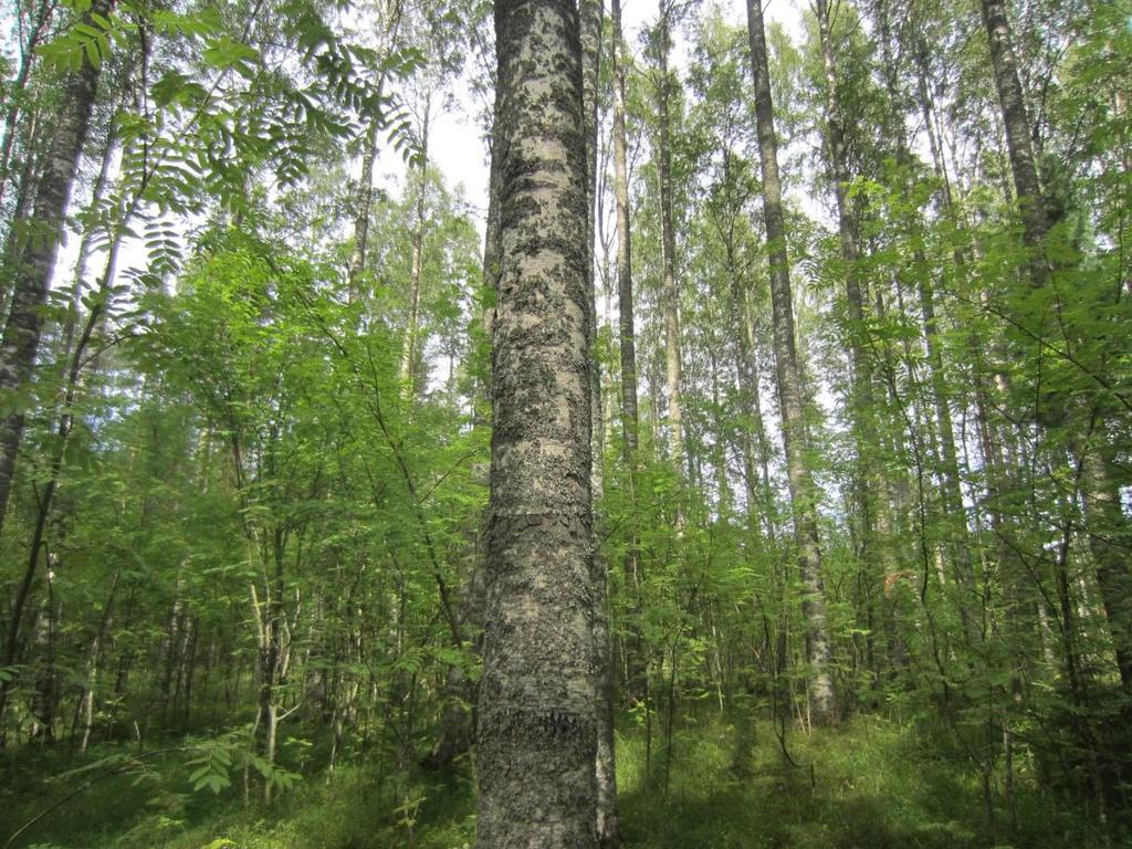 28 havupuita sekä kuvion pohjoisimmissa ja eteläisimmissä osissa myös haapaa.