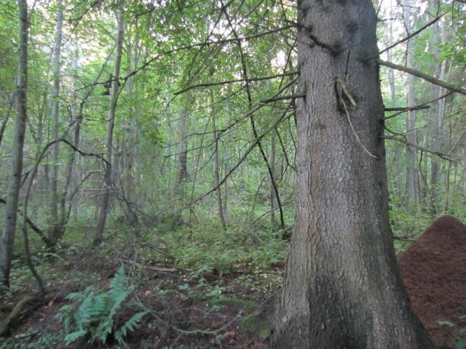 Lisäksi yleisesti esiintyy maitohorsmaa, kevätpiippoa, oravanmarjaa ja metsäkastikkaa. Pohjakerrosta hallitsevat seinä- ja kynsisammalet, mutta myös suikerosammalia esiintyy. Kuva 7-20.