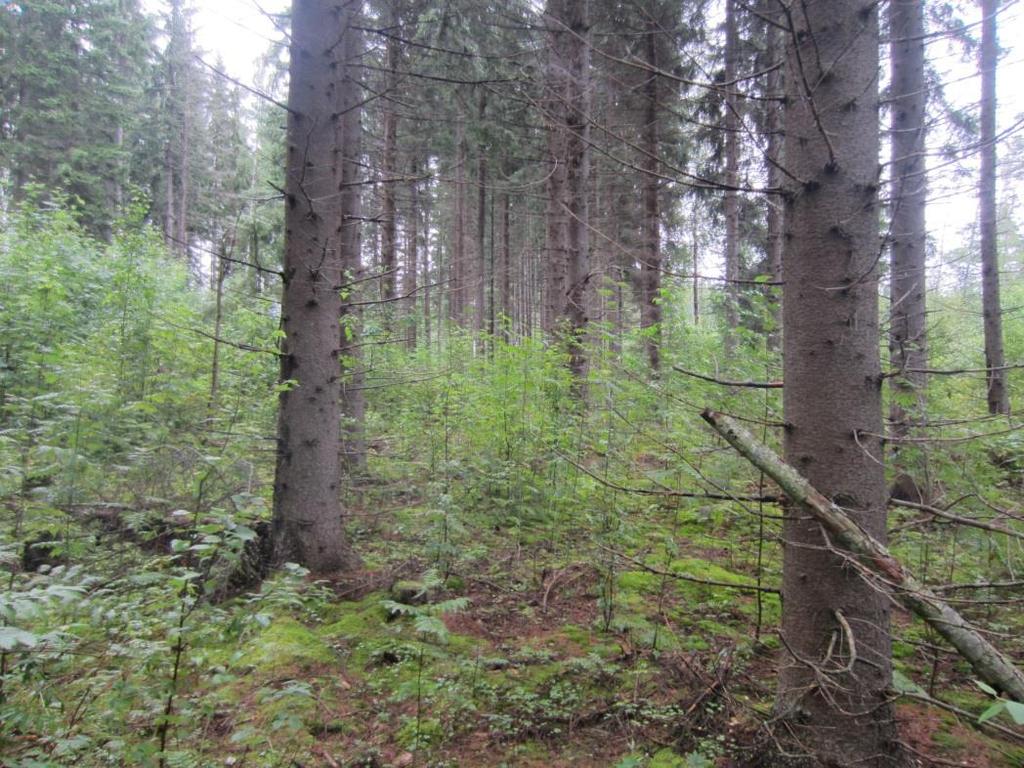 Valtapuusto muodostuu nuoresta harmaalepästä, jonka joukossa kasvaa puumaista tuomea ja pihlajaa, varttunutta koivua ja kuusta sekä yksittäisiä kookkaitakin kuusia ja mäntyjä.