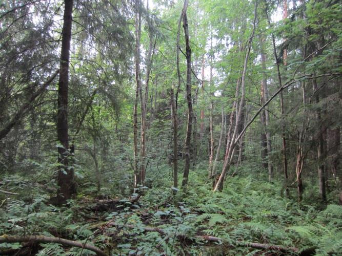 4 Alueen metsät ovat nykyisin virkistyskäytössä.