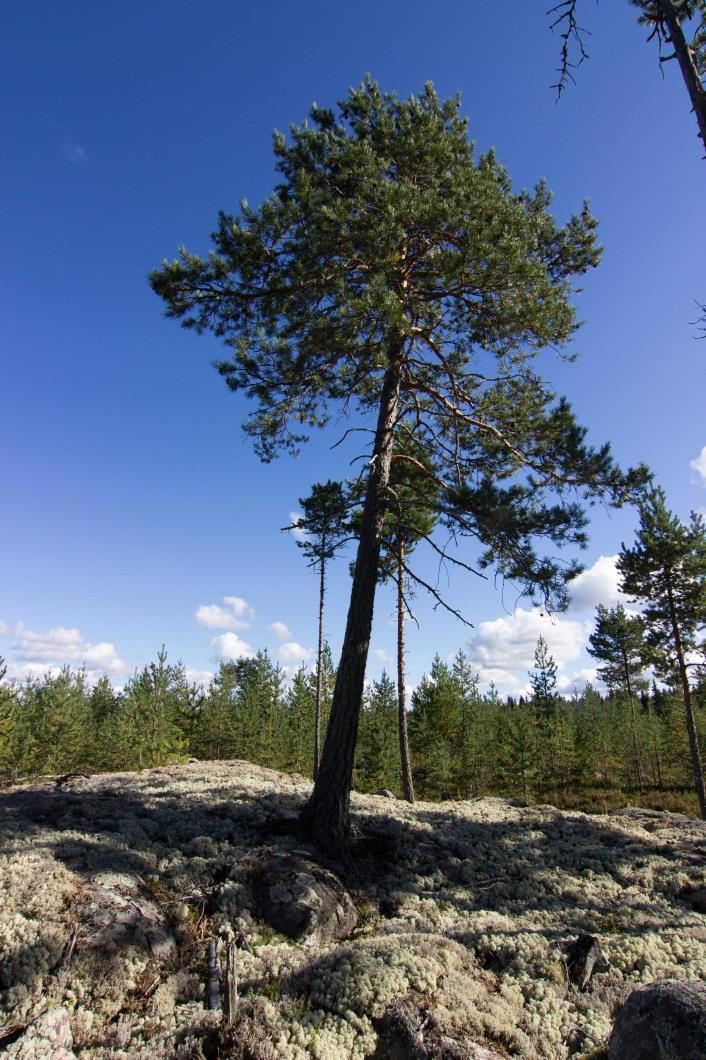 VITTAMINEN