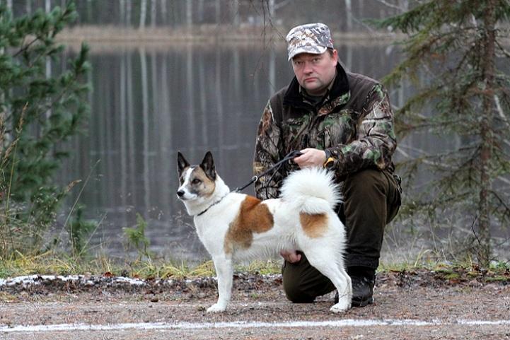 Vuoden 2016 veteraani näyttelykoira